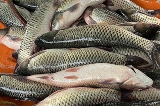 Có nên bỏ lớp màng nhầy trên thân cá?