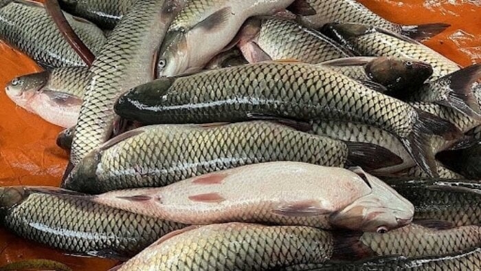 Có nên bỏ lớp màng nhầy trên thân cá?-1