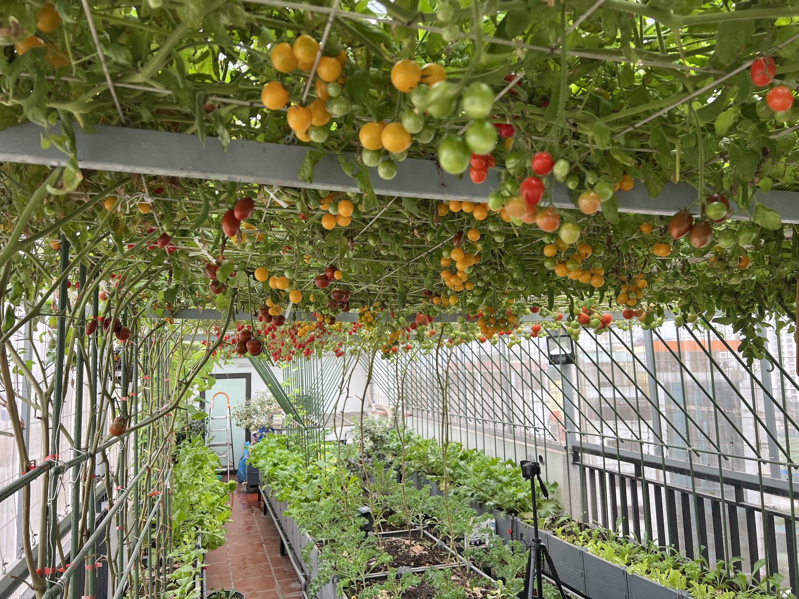 Ông bố ở Hà Nội chi nửa tỷ đồng làm vườn rau sân thượng-2