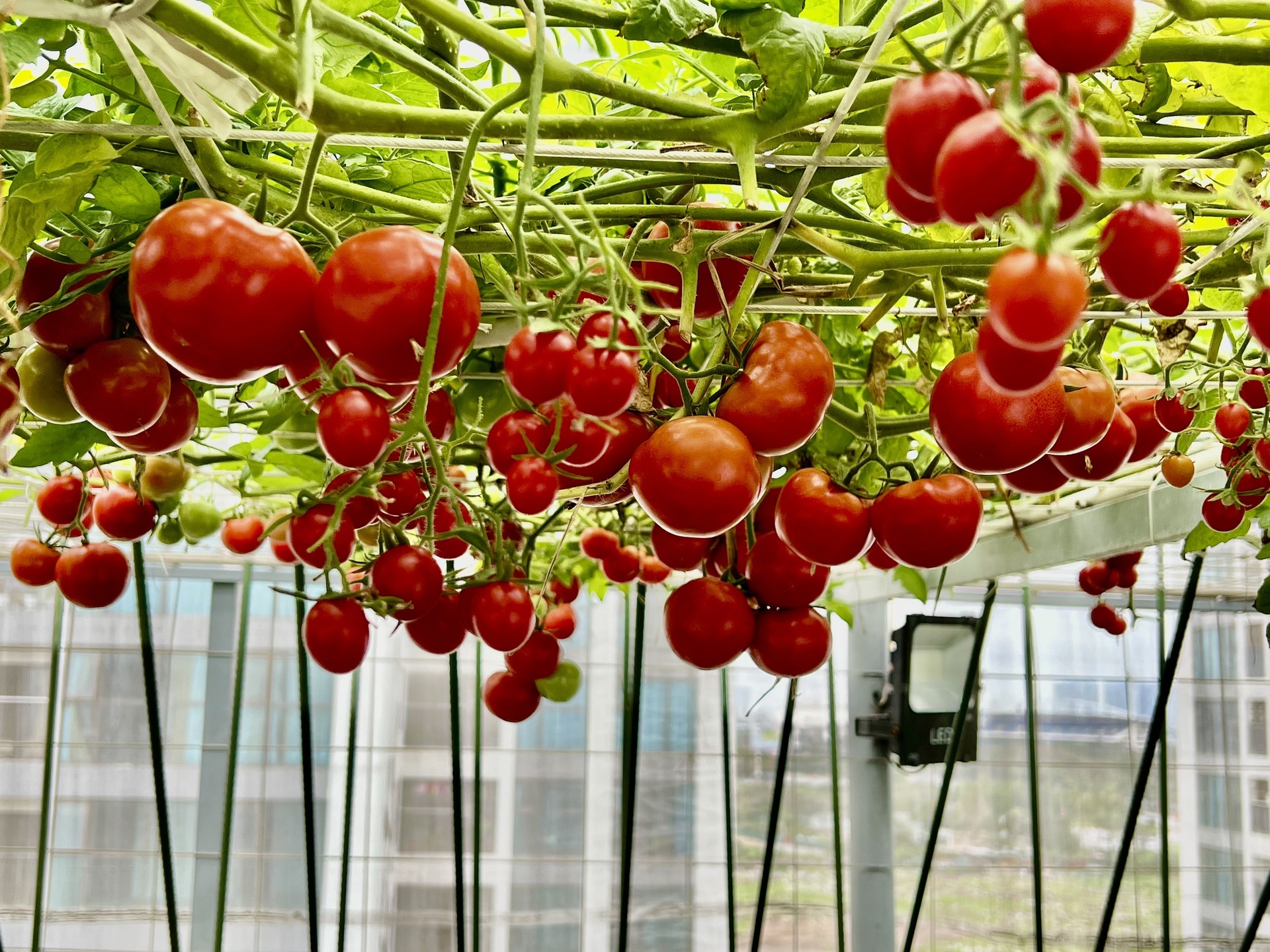 Ông bố ở Hà Nội chi nửa tỷ đồng làm vườn rau sân thượng-9