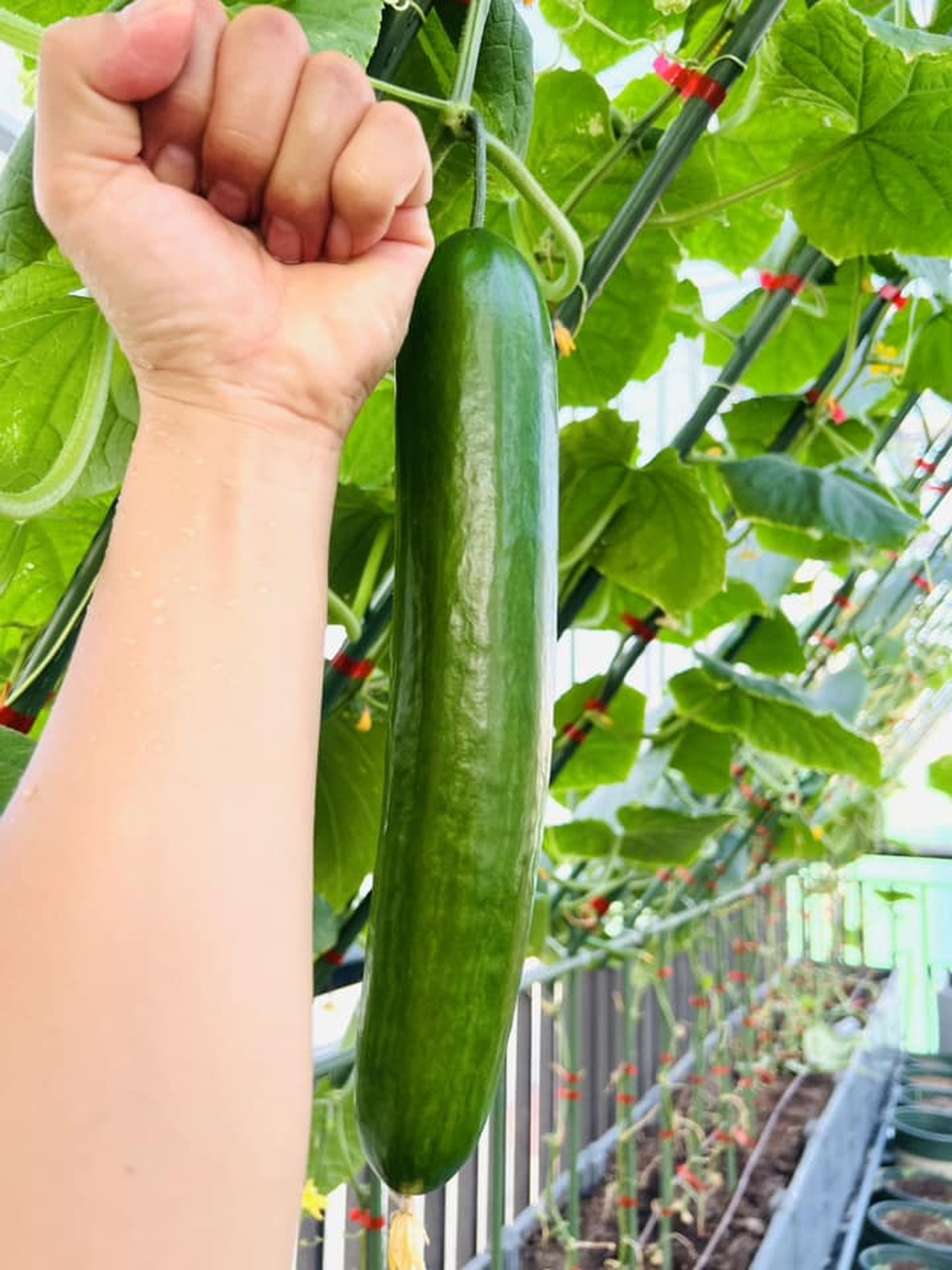 Ông bố ở Hà Nội chi nửa tỷ đồng làm vườn rau sân thượng-10