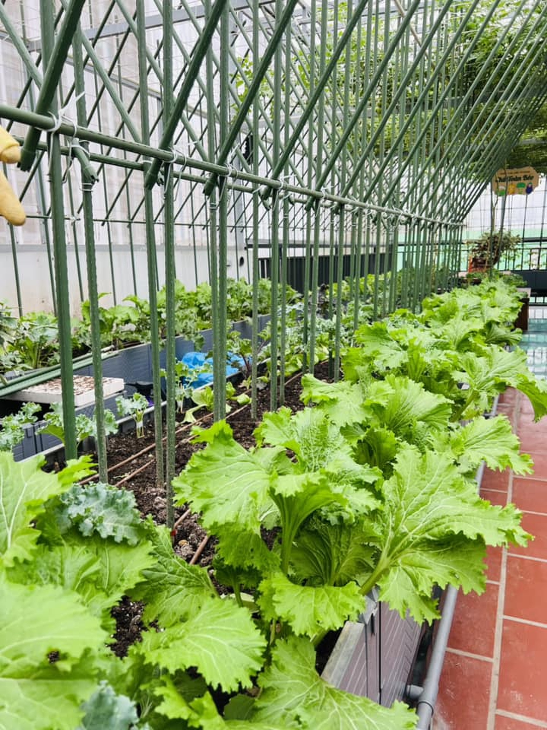 Ông bố ở Hà Nội chi nửa tỷ đồng làm vườn rau sân thượng-11