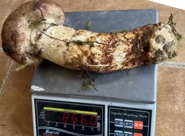 Nấm khổng lồ to như bắp tay người, giá cắt cổ” hơn 61 triệu đồng/cây-2