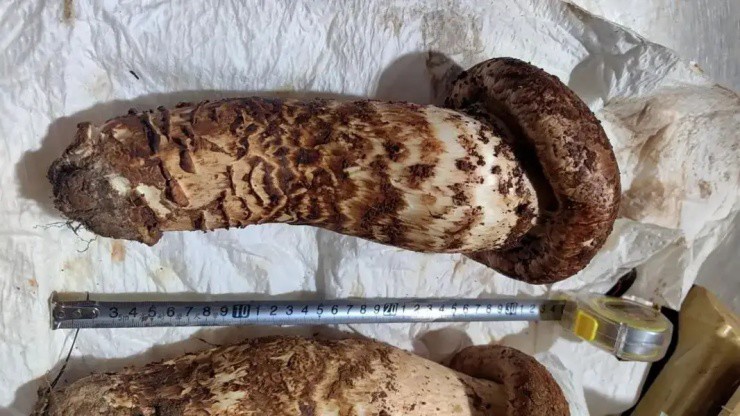 Nấm khổng lồ to như bắp tay người, giá cắt cổ” hơn 61 triệu đồng/cây-3