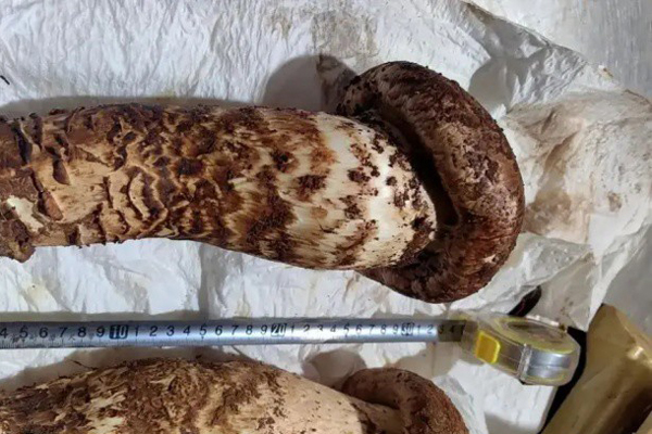 Sự thật bất ngờ về thịt bò Kobe thượng hạng bán la liệt với giá siêu rẻ-2