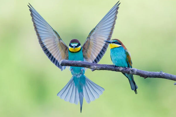 Ít nói nhưng giỏi kiếm tiền: 4 con giáp có tài lộc và cuộc sống sung túc trong năm 2024-6