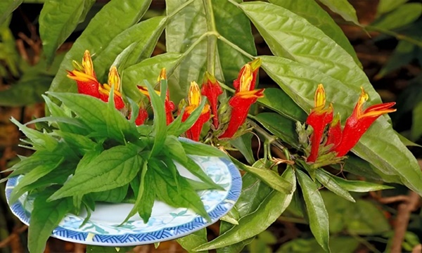 Tượng đài nhan sắc Kim Khánh U60 vẫn xinh đẹp, quyến rũ, bí quyết chống già nằm ở 1 loại nước rất đặc biệt-3