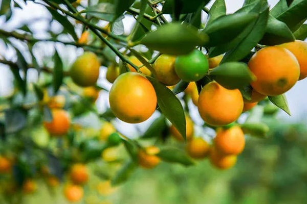 Điều gì xảy ra khi ăn quả quất mỗi ngày?-1