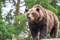 Bị gấu truy đuổi, người phụ nữ 31 tuổi chết thương tâm