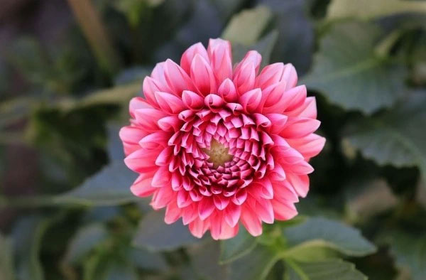 Nửa cuối tháng 3, 3 con giáp xoay chuyển thời vận, Thần Tài nâng đỡ, tài khoản tăng nhanh-1