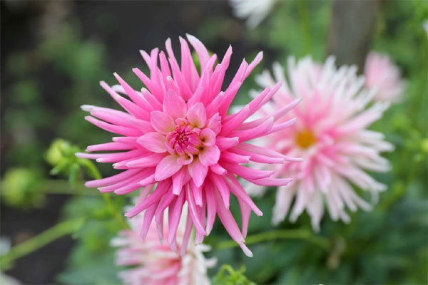 Nửa cuối tháng 3, 3 con giáp xoay chuyển thời vận, Thần Tài nâng đỡ, tài khoản tăng nhanh-2