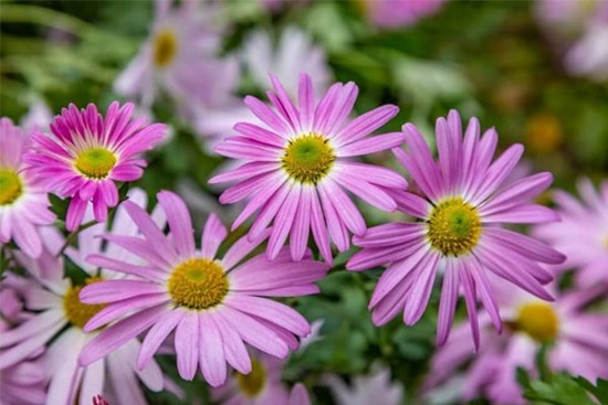 Nửa cuối tháng 3, 3 con giáp xoay chuyển thời vận, Thần Tài nâng đỡ, tài khoản tăng nhanh