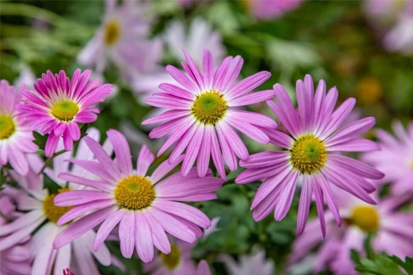 Nửa cuối tháng 3, 3 con giáp xoay chuyển thời vận, Thần Tài nâng đỡ, tài khoản tăng nhanh-3