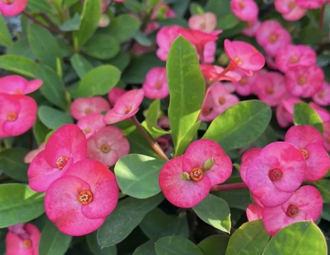 5 loại hoa đang dần bị đào thải, bạn có thể sẽ hối hận nếu trồng chúng trong nhà-1