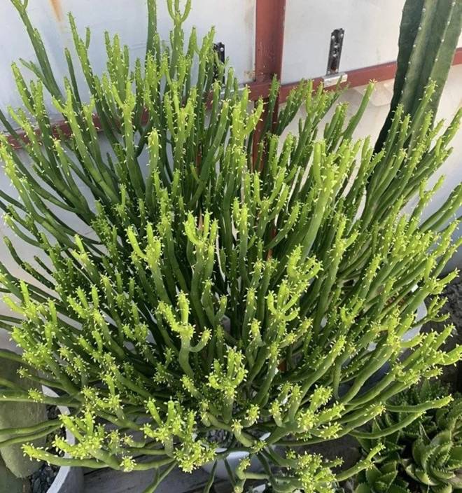 5 loại hoa đang dần bị đào thải, bạn có thể sẽ hối hận nếu trồng chúng trong nhà-2