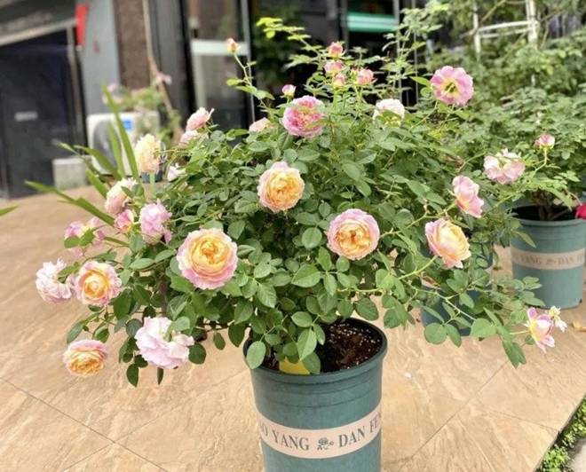 5 loại hoa đang dần bị đào thải, bạn có thể sẽ hối hận nếu trồng chúng trong nhà-3