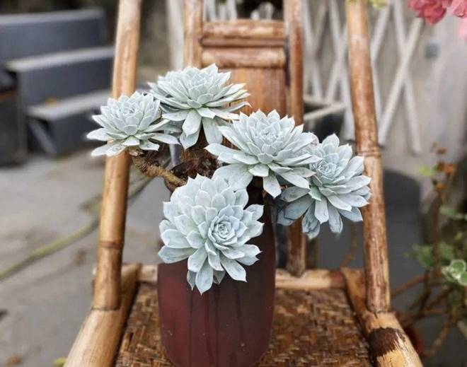 5 loại hoa đang dần bị đào thải, bạn có thể sẽ hối hận nếu trồng chúng trong nhà-5