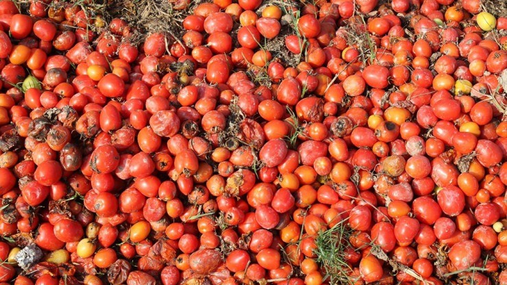 2 loại quả đang vào mùa bán đầy chợ có cho cũng đừng lấy vì chẳng khác nào thuốc độc-2