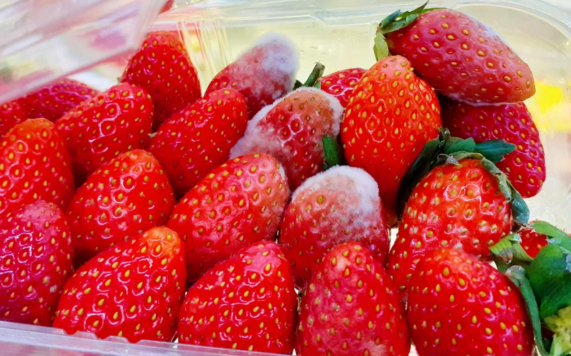 2 loại quả đang vào mùa bán đầy chợ có cho cũng đừng lấy vì chẳng khác nào thuốc độc-1