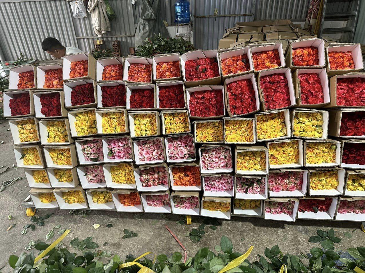 Hoa hồng sau ngày lễ 8/3 giá giảm mạnh, chỉ từ hơn 1.000 đồng/bông-2