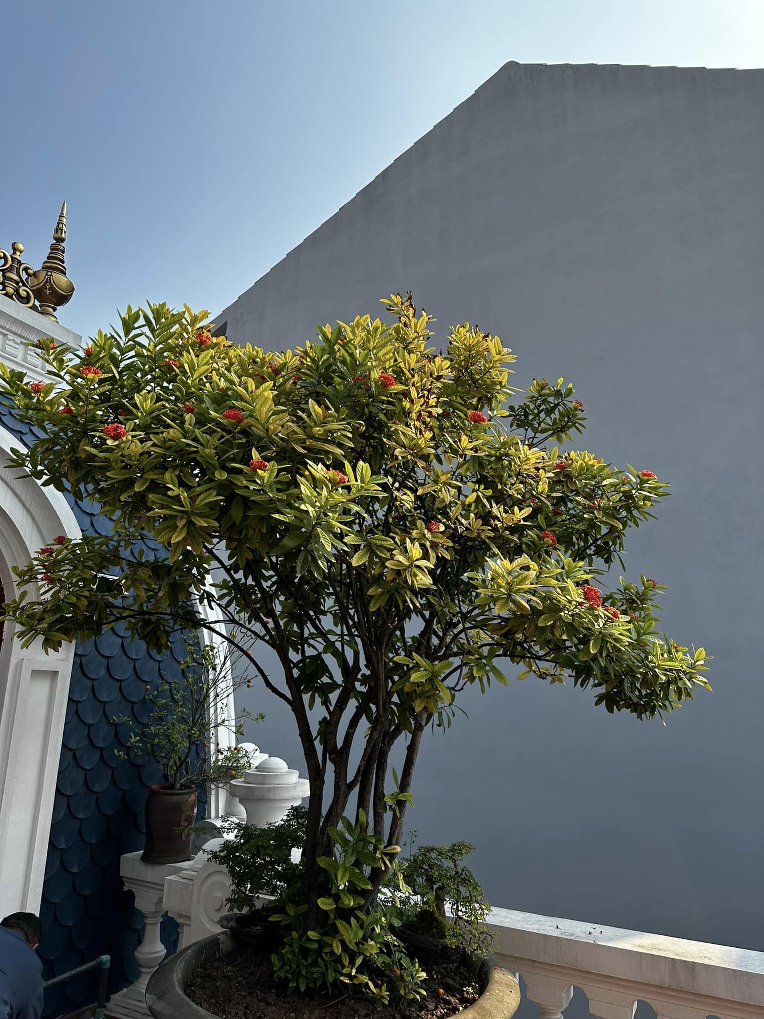 Ngắm cơ ngơi như cung điện của nhà chồng diễn viên Kim Oanh, ai cũng chúc mừng cô số hưởng-11