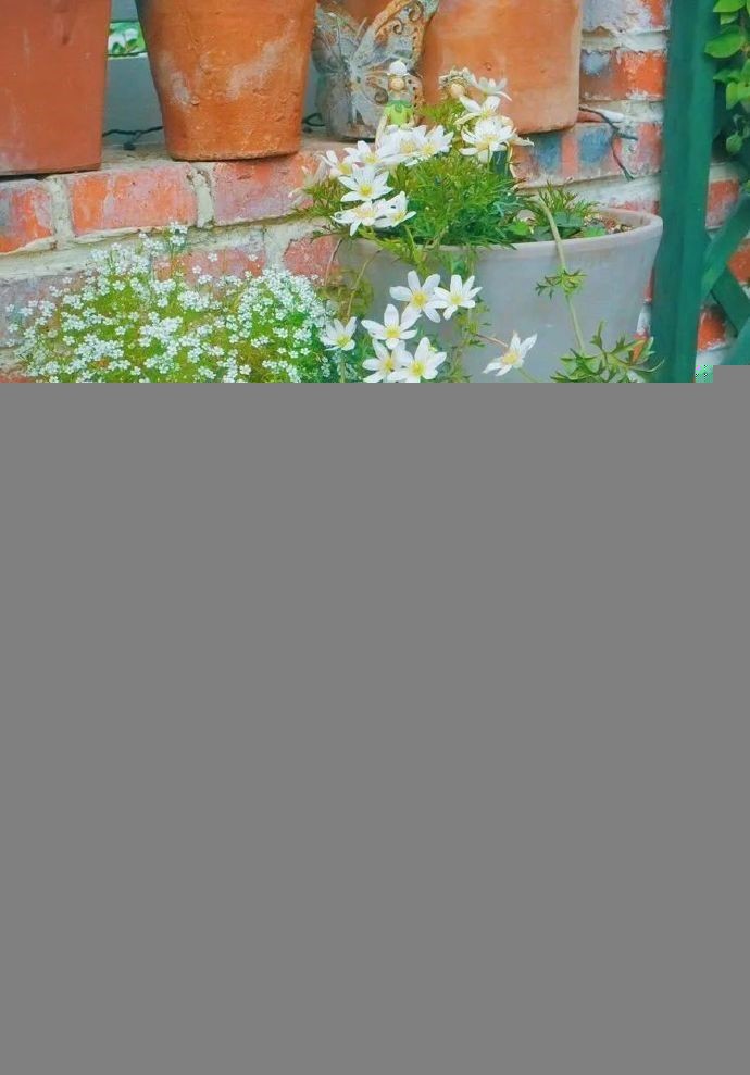 Đôi vợ chồng bỏ việc văn phòng về quê, biến vườn 200m2 thành chốn tiên cảnh” ở nhà quay vlog kiếm 170 triệu/tháng-14