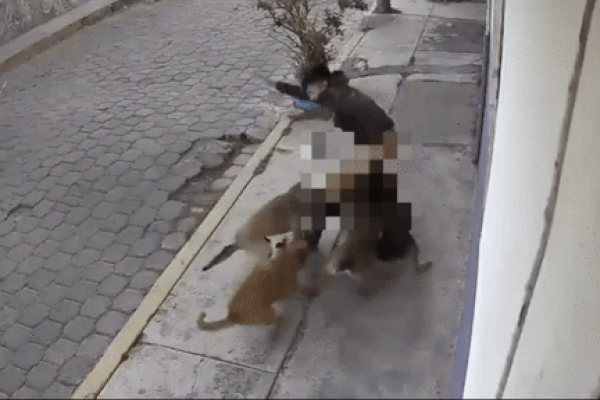 Clip: Đang ngồi tâm sự, 2 thanh niên bị 4 con chó dữ lao tới tấn công