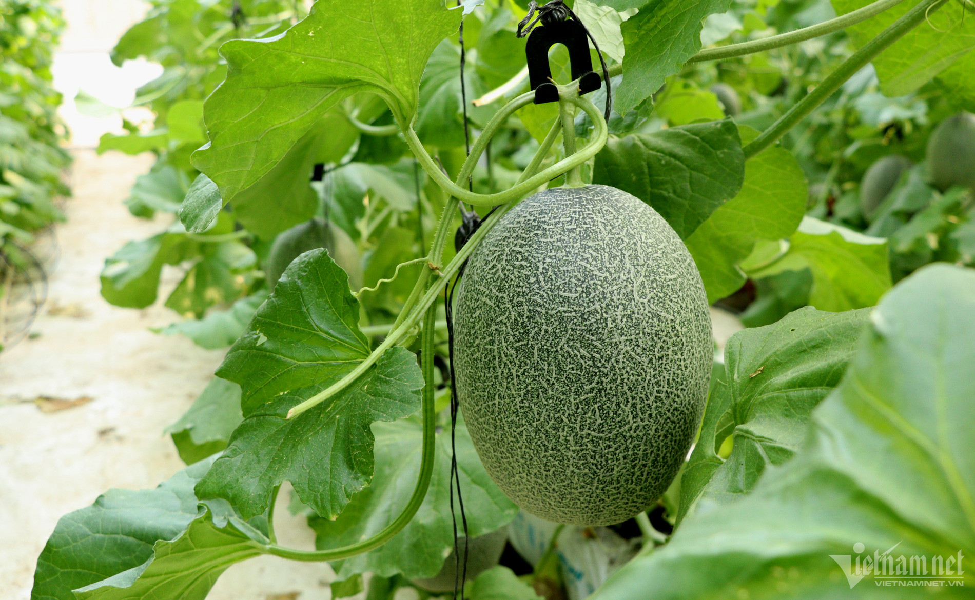 Rót trăm triệu cho con làm liều, lão nông có ngay khu vườn thu tiền tỷ-2