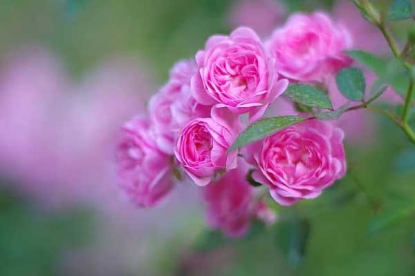 Tháng 4 đến mang niềm vui, 3 con giáp được quý nhân giúp đỡ, nắm bắt cơ hội, chạm tay vào ước mơ-1