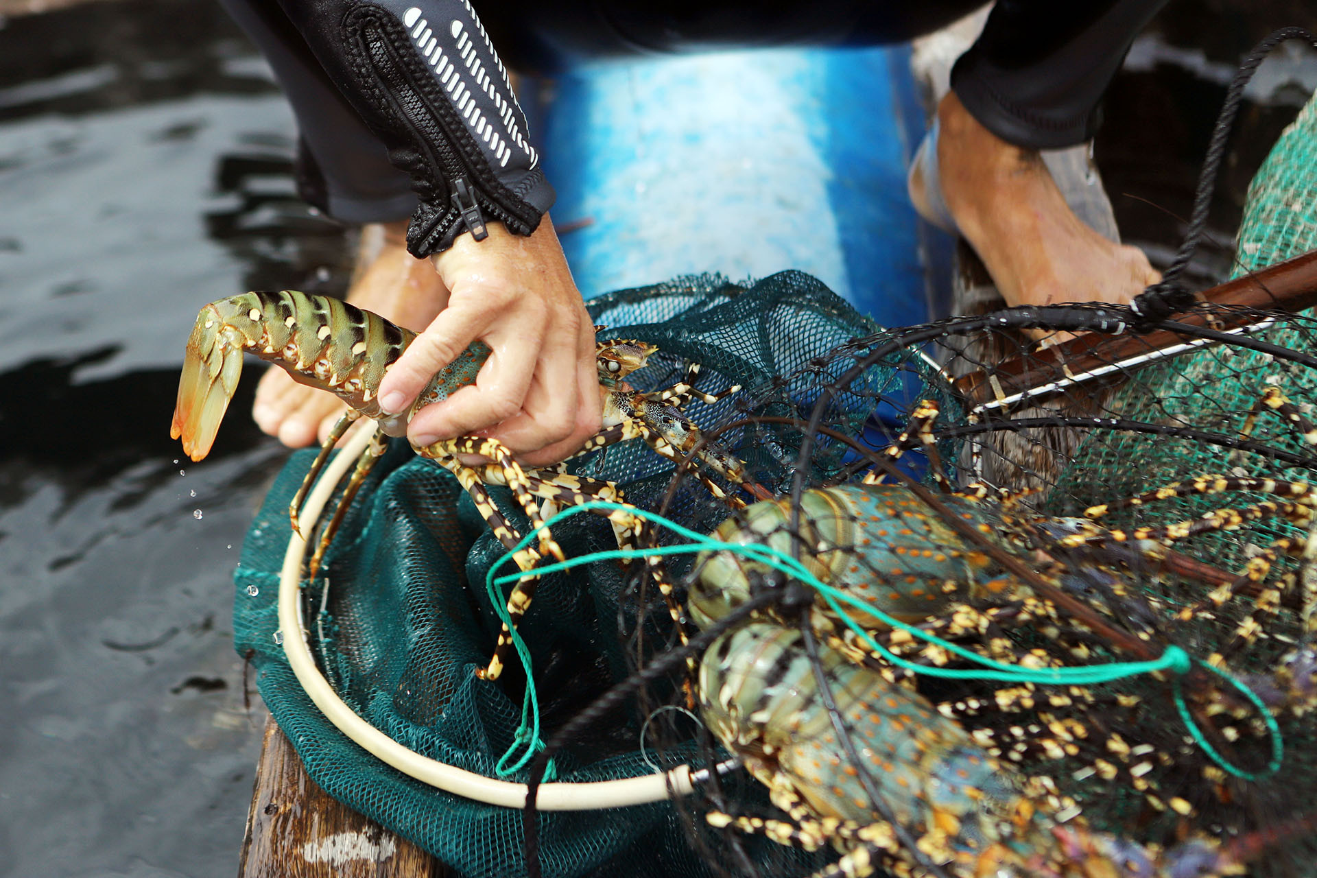 Trung Quốc ồ ạt gom mua tôm hùm Việt, xuất khẩu tăng gấp 19 lần-1