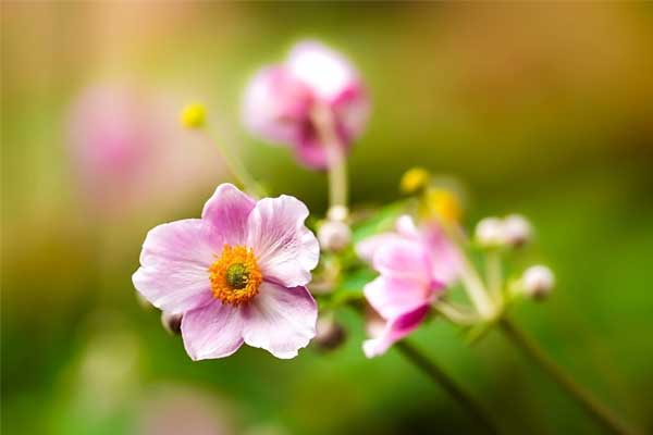 Trời ban lộc lớn: 3 con giáp kiên trì ắt thành công, 10 ngày cuối tháng 3 hưởng trái ngọt-1