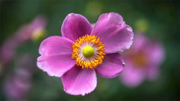 Trời ban lộc lớn: 3 con giáp kiên trì ắt thành công, 10 ngày cuối tháng 3 hưởng trái ngọt-2