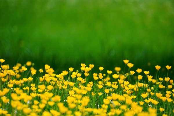 3 con giáp chính thức bước vào hàng ngũ giàu có và thịnh vượng trong tháng 4-4