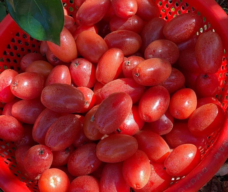 Giật mình với giá nhót chín tại Hà Nội, chị em chỉ dám mua vài lạng cho đỡ thèm”-3