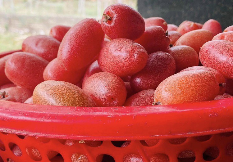 Giật mình với giá nhót chín tại Hà Nội, chị em chỉ dám mua vài lạng cho đỡ thèm”-4