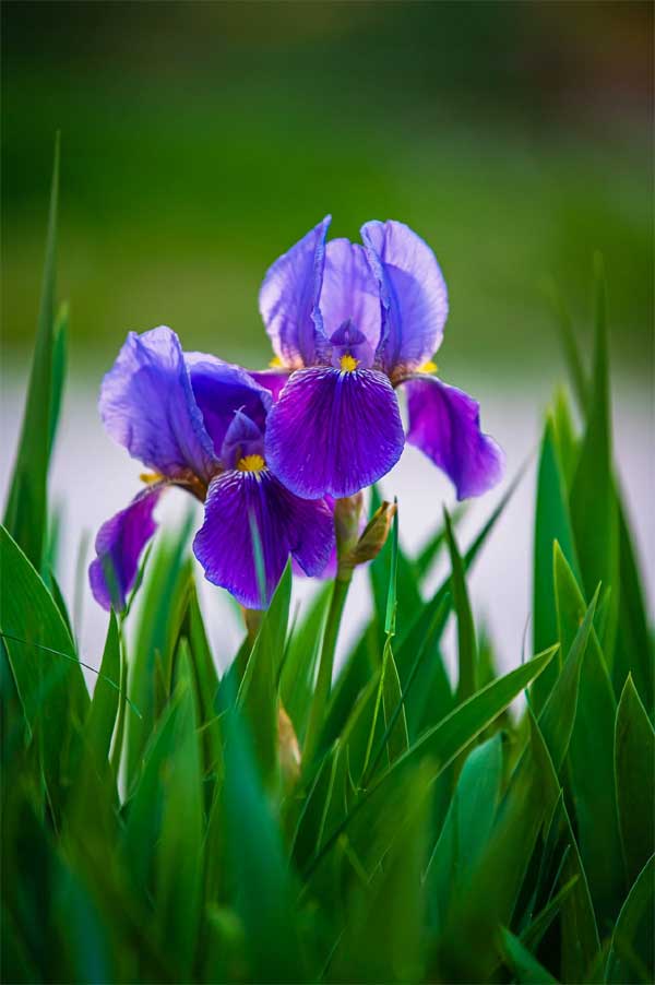 Thần Tài gọi tên: 3 con giáp gặp vận may tốt nhất, đầu tư thuận lợi, tài lộc sung túc-1