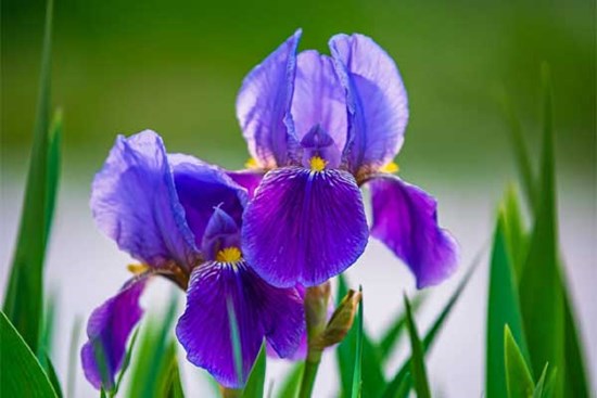 Thần Tài gọi tên: 3 con giáp gặp vận may tốt nhất, đầu tư thuận lợi, tài lộc sung túc