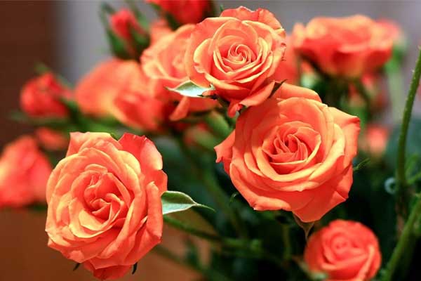 Bắt đầu từ tuần tới, vận mệnh của 3 con giáp này có sự đảo chiều, đang gặp xui bỗng may mắn ập về, tiền bạc rủng rỉnh-4