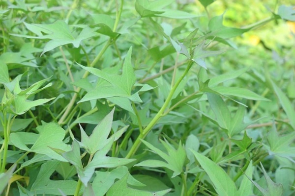 Học người Nhật cho một thứ vào cơm giúp bổ tim, dưỡng nhan-2