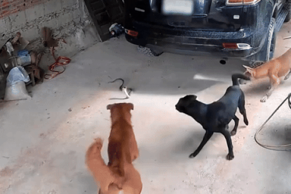 Clip: Vừa kéo cần câu, cậu bé sốc nặng khi nhìn thấy cảnh trước mắt-1