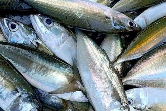 Bí quyết chọn cá biển tươi, không nhiễm hóa chất