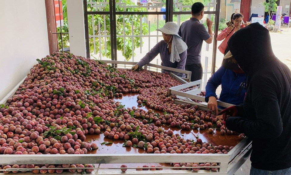 Mận hậu ở chợ Hà Nội giá đắt đỏ, nông dân Sơn La ‘đi mót’ vẫn thu tiền tỷ-2