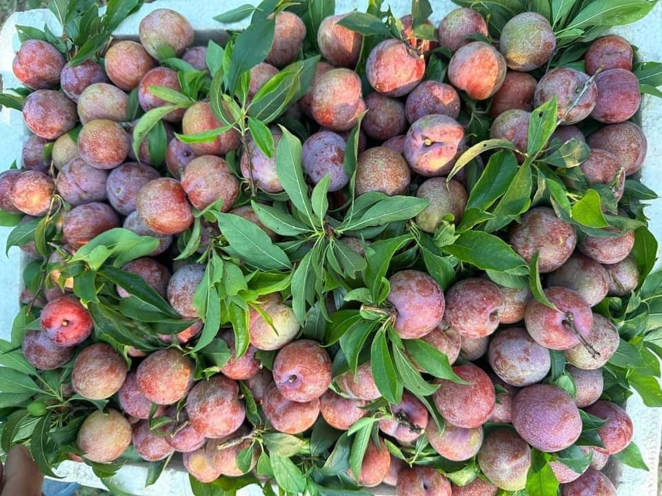Mận hậu ở chợ Hà Nội giá đắt đỏ, nông dân Sơn La ‘đi mót’ vẫn thu tiền tỷ-1