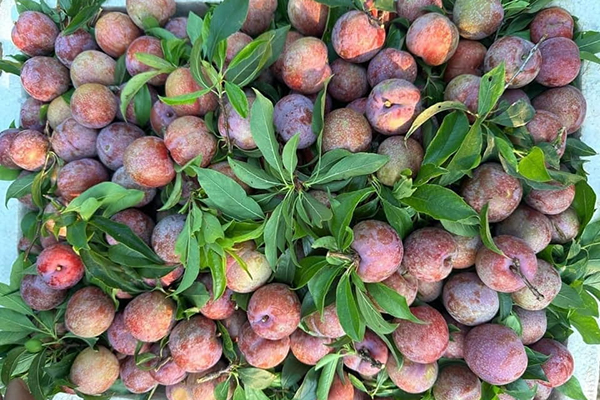 Chung cư Hà Nội lên cơn sốt giá-3