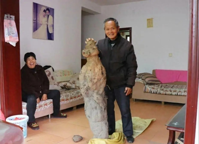 Ông lão đào được củ nhân sâm gần 100kg, tiểu thương trả giá 3 tỷ nhưng không bán: Vài tháng sau giới tài phiệt ập đến nhà, một bước lên mây thành đại gia phố núi-1