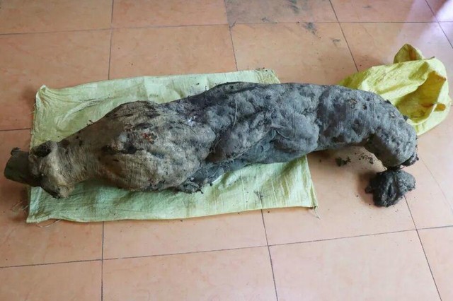 Ông lão đào được củ nhân sâm gần 100kg, tiểu thương trả giá 3 tỷ nhưng không bán: Vài tháng sau giới tài phiệt ập đến nhà, một bước lên mây thành đại gia phố núi-2