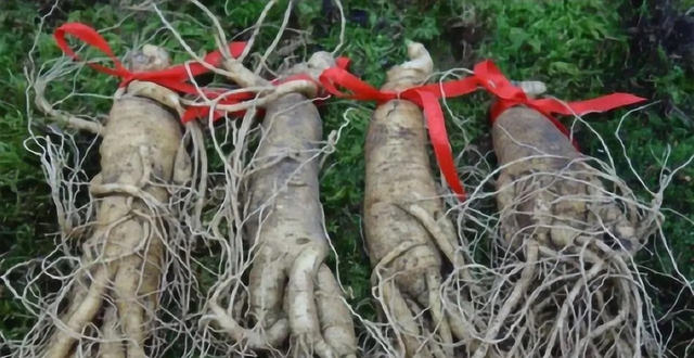 Ông lão đào được củ nhân sâm gần 100kg, tiểu thương trả giá 3 tỷ nhưng không bán: Vài tháng sau giới tài phiệt ập đến nhà, một bước lên mây thành đại gia phố núi-3