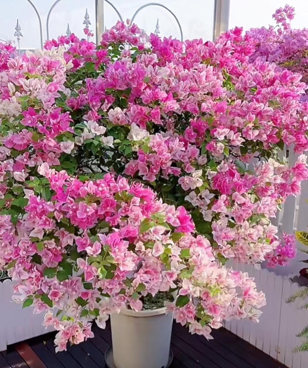 Cây cảnh điềm lành, nở hoa như chốn thần tiên, xua đuổi đen đủi, chiêu tài hút lộc cho gia đình-14