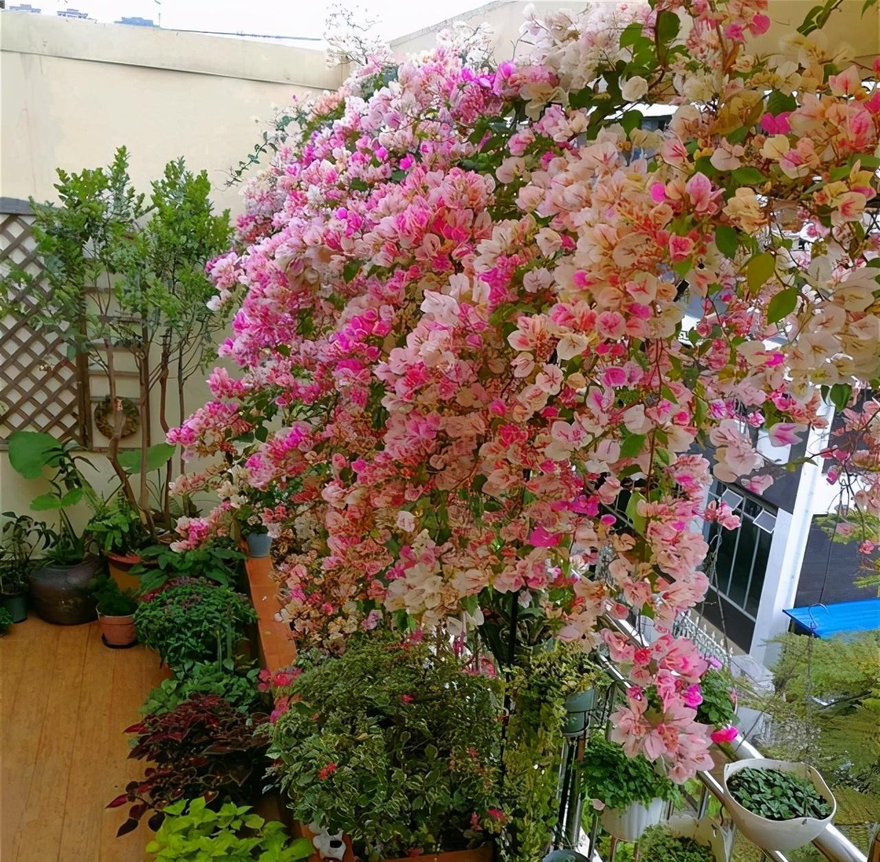 Cây cảnh điềm lành, nở hoa như chốn thần tiên, xua đuổi đen đủi, chiêu tài hút lộc cho gia đình-11