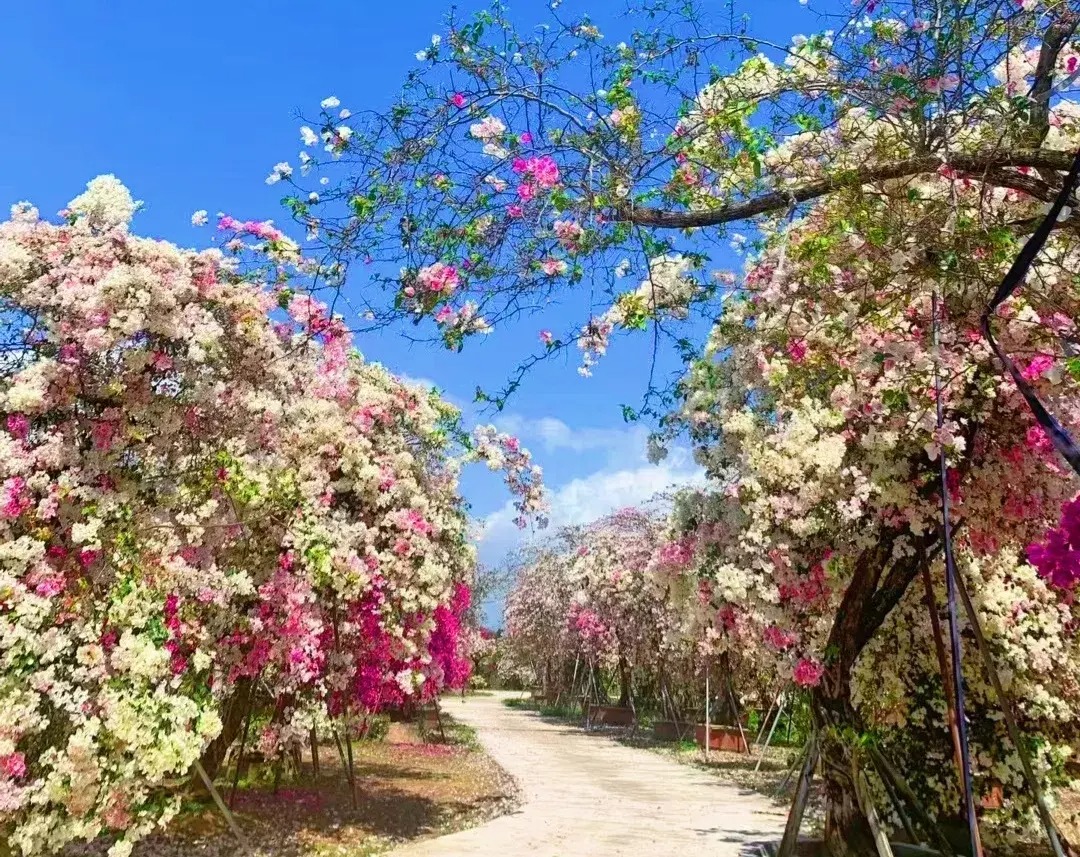 Cây cảnh điềm lành, nở hoa như chốn thần tiên, xua đuổi đen đủi, chiêu tài hút lộc cho gia đình-12